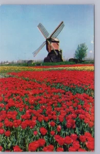 Windmill, Tulips, Somewhere, USA, Vintage 1960 Chrome Postcard - Picture 1 of 2