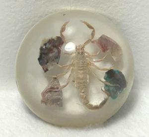 Vintage Real Scorpion Acrylic Paperweight Mineral Stone 2.5 Inch Dome P3 - Picture 1 of 5