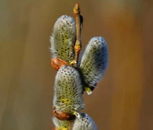 Salix alba - Sauce blanco | Arbol | - Imagen 1 de 2