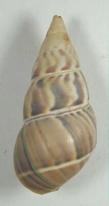 LIGUUS FLAMMELLUS FLAMMELLUS 46.10mm SUPER CHOICE RARE SPECIMEN Viñales, Cuba - Picture 1 of 4