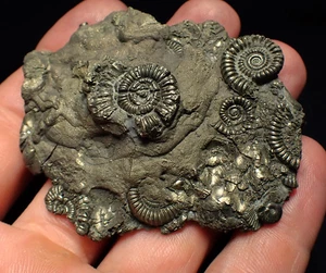 Large pyrite multi-ammonite & bivalve fossil (68mm) Jurassic Coast crystals rock - Picture 1 of 9
