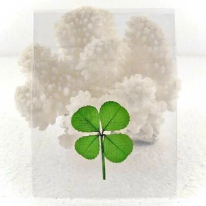Good Luck Pressed and Preserved Four Leaf Clover in Cello Sleeve Item CL-4L - Picture 1 of 2
