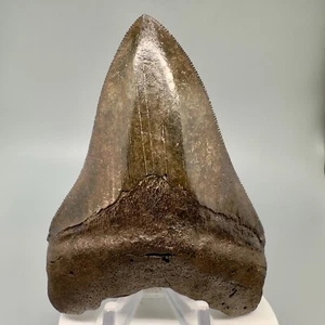 Brown Colors, Sharply Serrated 3.99" Fossil MEGALODON Shark Tooth - USA - Picture 1 of 8