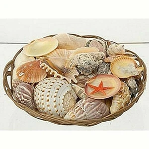 CESTO Kg.1,900 CONCHIGLIE MARINE NATURALI MISTE TROPICALI SEGNAPOSTO BOMBONIERA - Imagen 1 de 1