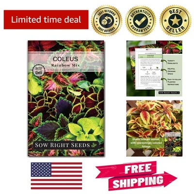 Coleus 彩虹混合种子 - 完美园艺礼物 - 室内/室外颜色和乐趣 — 第 1/4 张图片
