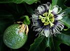 Passiflora Edulis - Exotic Passion Flower Fruit Vine - 20 Fresh Tropical Seeds