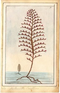 1791 RARE SHAW & NODDER Hand-colored copperplate Engraving, Seabristle, Sea Life - Picture 1 of 2