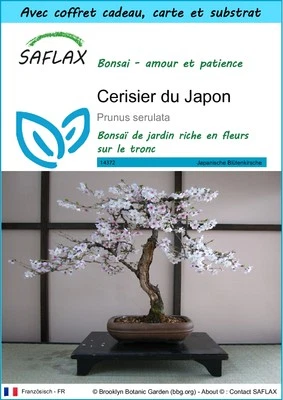 SAFLAX - Set cadeau - Cerisier du Japon - 30 Graines - Photo 1/4