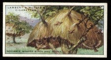Tobacco Card, Lambert Butler, WONDERS OF NATURE, 1924, Weaver Birds & Nests, #8