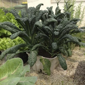 500 semi di cavolo NERO DI TOSCANA CAVOLO DI PALMA -CAVOLO PALMIZIO - Foto 1 di 5