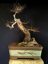 BONSAI DI OLMO PARVIFOLIA