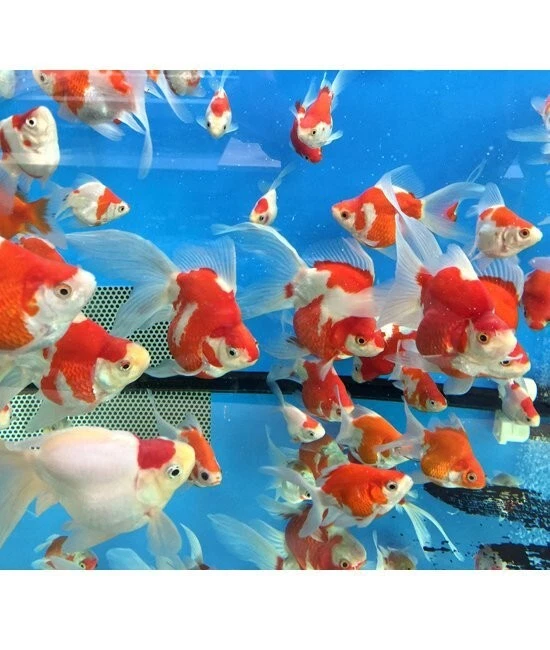 Un pez dorado Tamasaba rojo y blanco de 2 a 3 pulgadas para pecera, estanque koi Foto 1 de 2