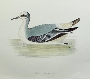 FALAROPE GRIS, ornitológico antiguo original, estampado de aves, MORRIS, 1897 - Imagen 1 de 2