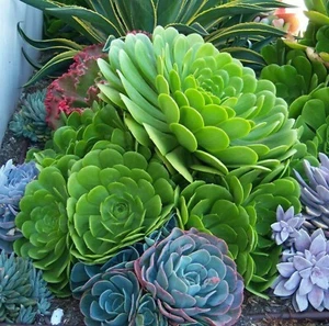 Rare Cutting Japanese Aeonium Arboreum Green Cactus Succulent Live Plant no root - Picture 1 of 3