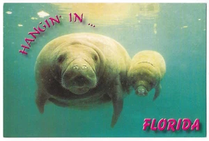 Gentle Manatee Florida Postcard Cow & Calf  Hangin In - Picture 1 of 2