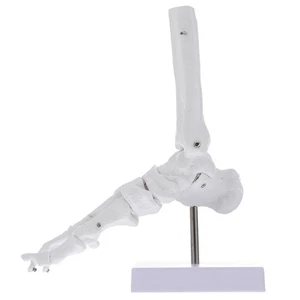 1:1 Lifelike Foot Joint Model Skeleton Ankle Joint Model - Picture 1 of 5