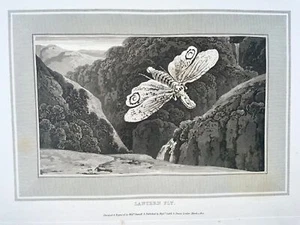 1807 Laternenfliege, Insekten, William Daniell, Aquatinta, Folio - Bild 1 von 2