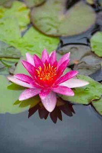 Nymphaea "Leydeker Lilacea" Dwarf Water Lily Pond Plant - Picture 1 of 3