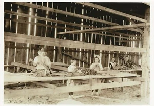 Postcard Lewis Hine, Photo Tennessee, Hawthorn Farm Interior Tobacco Shed Repro - Picture 1 of 1