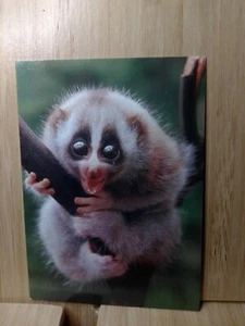 Tarjeta coleccionable #90 del zoológico de San Diego RINOCERONTE BLANCO 1993 - Imagen 1 de 2
