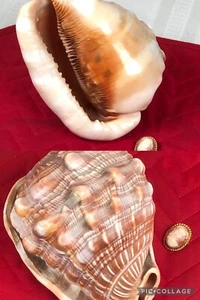 Seashell Virgin Mary Cameo 925 Silver Gold Plate Broach Pendant Conch Shell - Picture 1 of 8