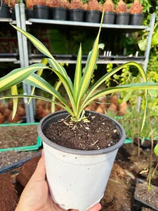 Eine Pflanze der Yucca filamentosa Colour Guard - winterhart - Bild 1 von 3