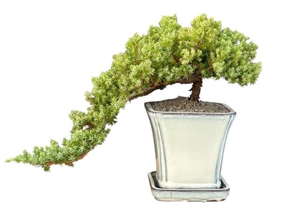 Juniper Bonsai Tree - Cascade Style Outdoor Evergreen Juniper Procumbens Nana - Image 1 of 2