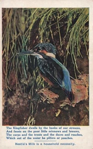 NESTLE'S SWISS MILK Kingfisher Postcard - Picture 1 of 2