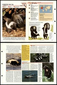 Striped Skunk #134 Mammals Wildlife Fact File Fold-Out Card - Picture 1 of 1