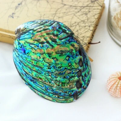 Natural Abalone Shell Conch Coral Sea Home Garnish Fish Tank Adorn Soap Holder - Image 1 of 4