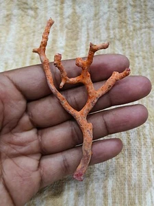 BigMediterranean Red Coral Unpolished Loose Branch- Italian Red Coral Rough Tree - Picture 1 of 5