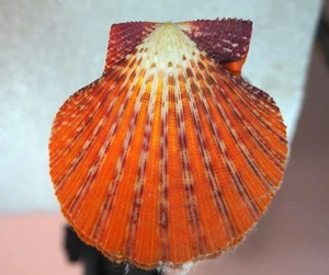 PECTEN GLORIPALIUM PALIUM ORANGE - Bild 1 von 2