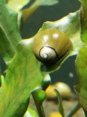 25 Live Freshwater Olive Nerite Snails Eats lots of algae great cleaners  - Image 1 of 4