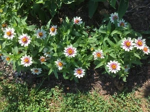 50+ seeds Zahara Starlight Rose Zinnia, organically grown - Free shipping - Picture 1 of 2