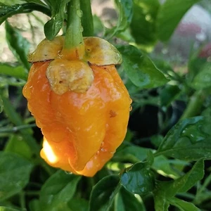 7 POD Bubblegum Yellow , 10 semillas , Capsicum chinense (390) - Picture 1 of 1