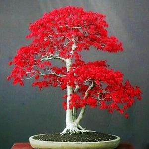 10 Seeds Japanese Red Maple Tree Bonsai Rare plant for home garden (JPN10) - Picture 1 of 1