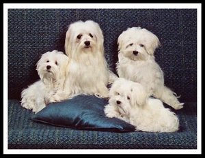 MALTESE FOUR LITTLE DOGS LOVELY VINTAGE STYLE DOG PRINT POSTER - Picture 1 of 1