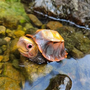 【In-Stock】Animal Heavenly Body Jagged-shelled Box Turtle Cuora mouhotii Statue - Picture 1 of 4