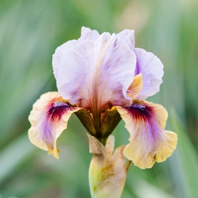 Easy to Grow Bearded Iris Creative Art Plant Bulbs, Flowers in Spring and Fall - Image 1 of 2