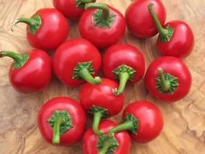 CHILE CEREZA CASCABEL BOLA 30 SEMILLAS PEPPER CHERRY BOMB SEED MUY PICANTE - Bild 1 von 3