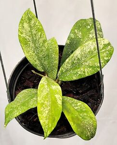 Hoya polypus éclaboussures argentées [n25a007] 1 pot, 1 plante, 3-4 pouces singulier !!!