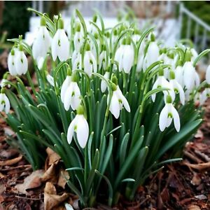⭐️SINGLE SNOWDROP BULBS ⭐️ 'Galanthus Nivalis' Freshly lifted (IN THE GREEN)