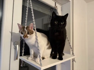 Fensterplatz für Katzen Ohne Bohren Liege Hängematte Fenster Liegeplatz Bett - Bild 1 von 4