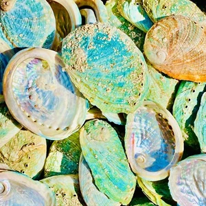 Abalone Shell Australia SeaShell Rainbow Green Red Pearl Polished Random Pull - Picture 1 of 6