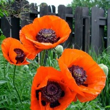PAPAVERO ORIENTALE 50 SEMI - PAPAVER PERENNE RARO VIABLE SEEDS