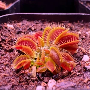 SD Kronos Giant Variety Venus Flytrap - Picture 1 of 7