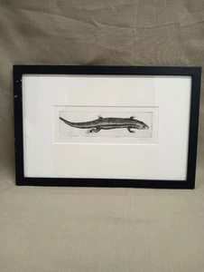 Etching by Sean Sexton (Artist Writer Rancher) Skink Lizard Artist Proof Signed - Picture 1 of 10