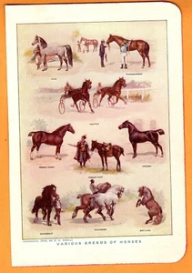 Farbdruck/Teller-Pferde (Shetland-Arab-Clydesdale-Hackney) F. E. Wright-1910 - Bild 1 von 1