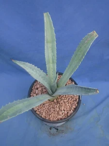 Agave americana medio-picta "Lemon Lime" VARIEGATED RARE 8" Wide Great Deal! E9 - Picture 1 of 12