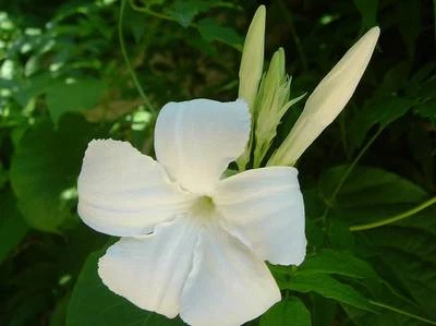 15 graines JASMIN DU CHILI(Dipladenia suaveolens)G14 HARDY CHILEAN JASMINE SEEDS
